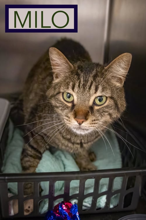 MILO (FCID# 06/08/2026 - 22 TRAINER) - Tabby available for adoption