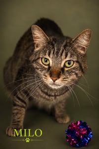Milo (FCID# 06/08/2026 - 22 Trainer) - Photo 3