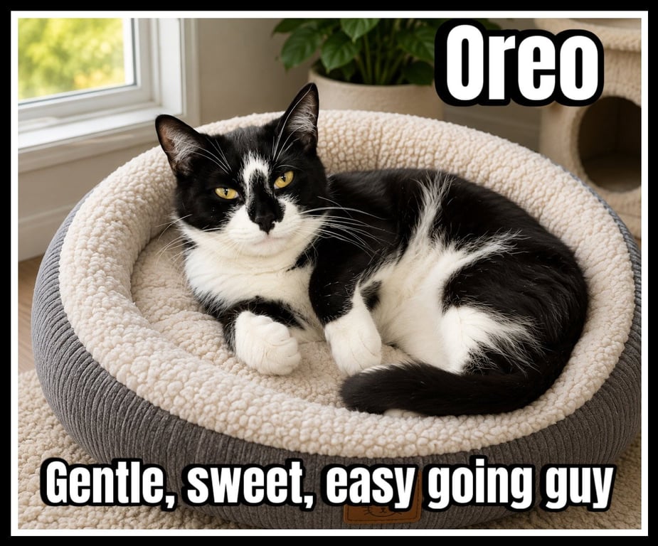 Oreo (FCID#08/19/2025 - 144) Willow Grove Image
