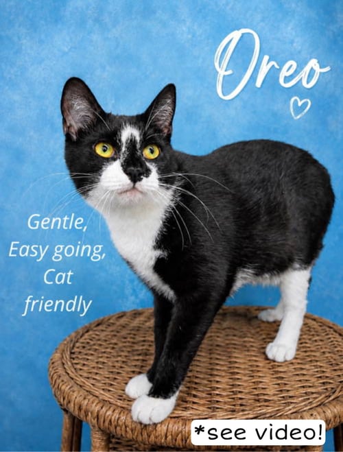 OREO (FCID#08/19/2025 - 144) WILLOW GROVE (KC) - Tuxedo available for adoption