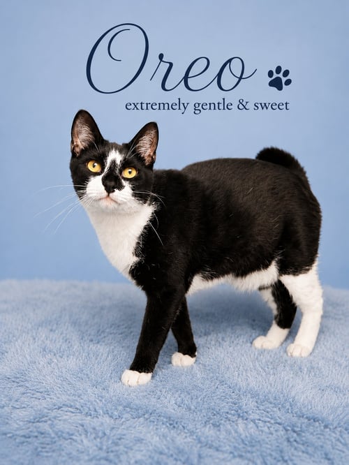 OREO (FCID#08/19/2025 - 144) WILLOW GROVE (KC) - Tuxedo available for adoption