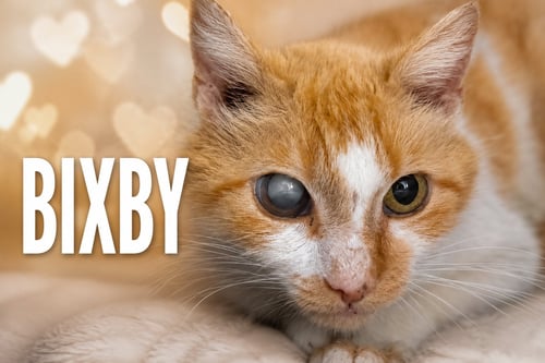 BIXBY: FOSTER REQUESTED (FCID# 6/2/26-72 TRAINER) - Tabby available for adoption