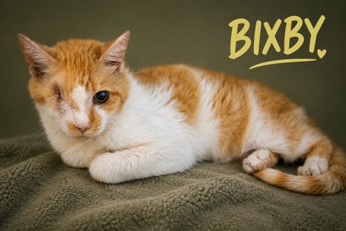 BIXBY: MH (FCID# 6/2/26-72 TRAINER) - Tabby available for adoption