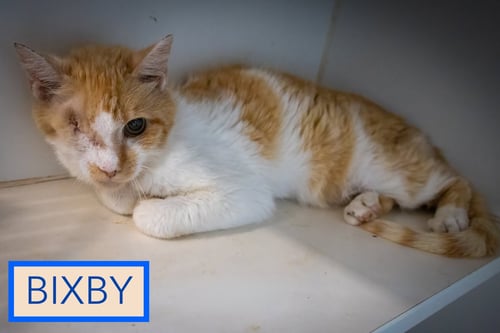 BIXBY: MH (FCID# 6/2/26-72 TRAINER) - Tabby available for adoption