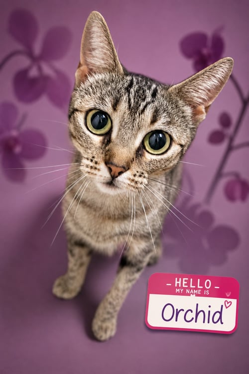 ORCHID (FCID$# 07/13/2026 - 1 TRAINER) - Tabby available for adoption