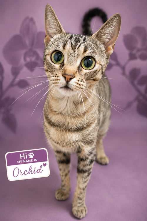 ORCHID (FCID$# 07/13/2026 - 1 TRAINER) - Tabby available for adoption