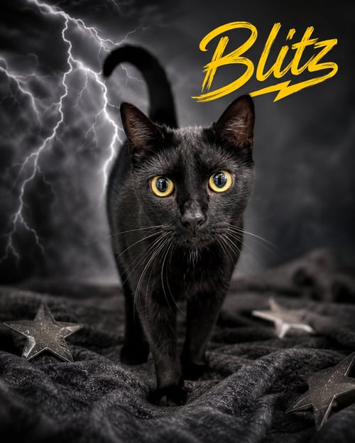 BLITZ (FCID# 06/29/2026 - 7 TRAINER) - Domestic Short Hair available for adoption
