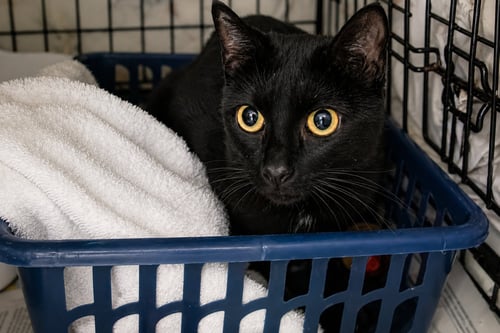 BLITZ (FCID# 06/29/2026 - 7 TRAINER) - Domestic Short Hair available for adoption