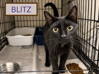 Blitz (FCID# 06/29/2026 - 7 Trainer) - Photo 3