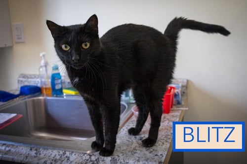 BLITZ (FCID# 06/29/2026 - 7 BROOKHAVEN PS) - Domestic Short Hair available for adoption