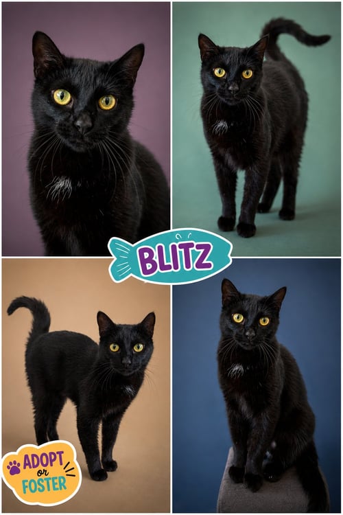 BLITZ (FCID# 06/29/2026 - 7 BROOKHAVEN PS) - Domestic Short Hair available for adoption