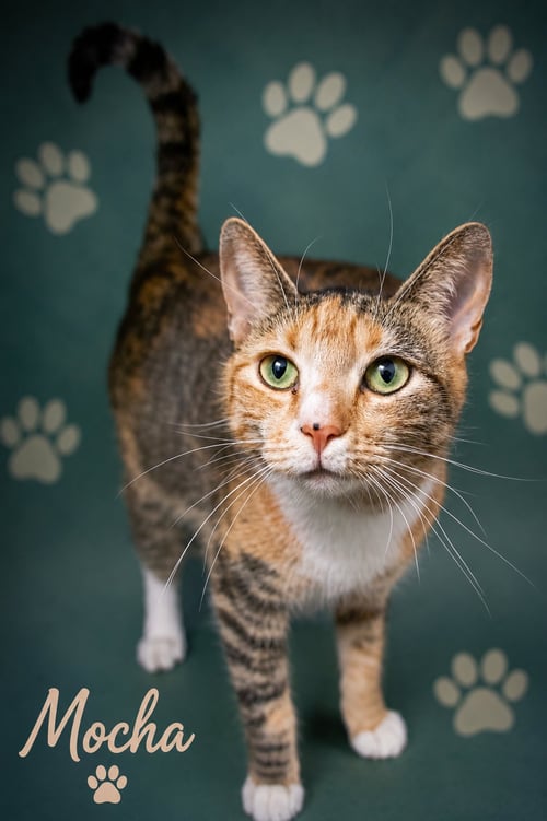 MOCHA (FCID# 12/01/2025 - 6 TRAINER) - Tabby / Calico available for adoption