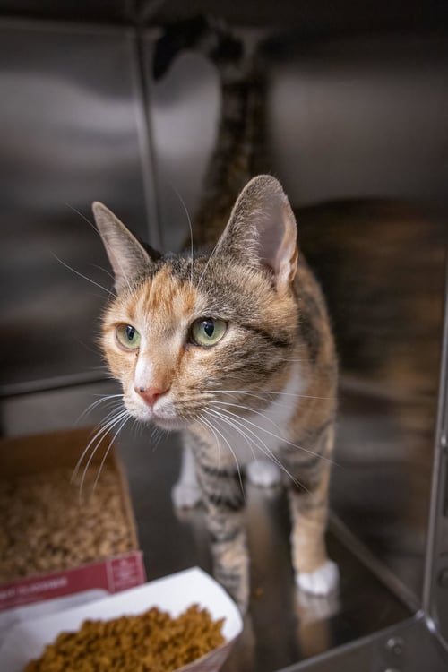 MOCHA (FCID# 12/01/2025 - 6 TRAINER) - Tabby / Calico available for adoption