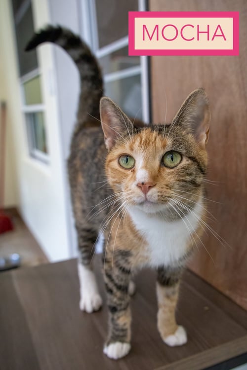MOCHA (FCID# 12/01/2025 - 6 MILLSBORO PS) - Tabby / Calico available for adoption