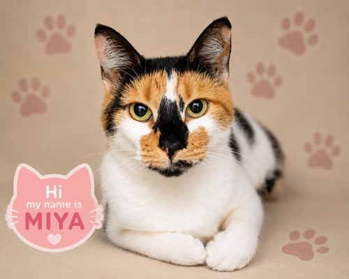 MIYA (FCID# 04/27/2026 - 45 TRAINER) - Calico available for adoption