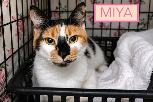 MIYA (FCID# 04/27/2026 - 45 TRAINER) - Calico available for adoption