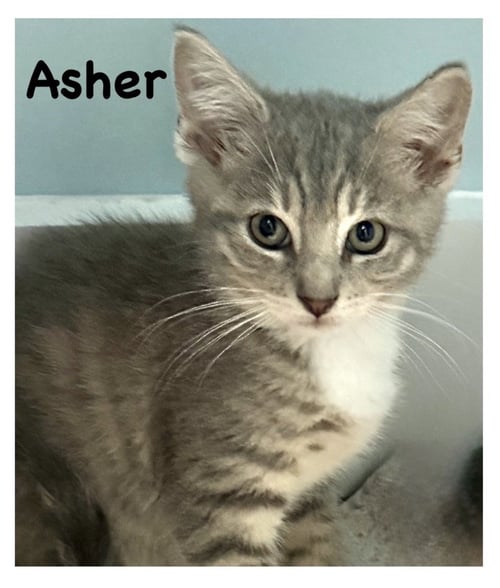 ASHER, WILLOW GROVE PS, (FCID 07/17/2026-160) - Tabby / Domestic Short Hair available for adoption