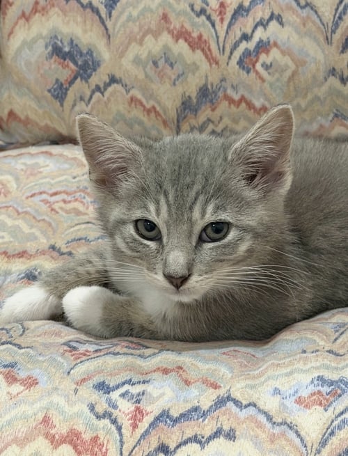 ASHER, WILLOW GROVE PS, (FCID 07/17/2026-160) - Tabby / Domestic Short Hair available for adoption