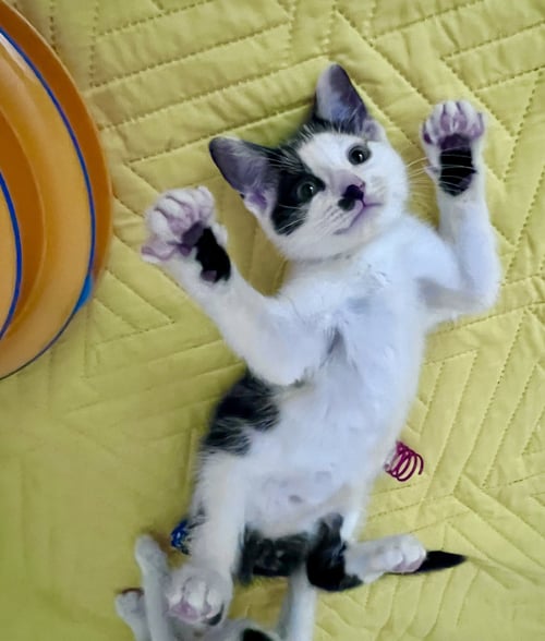 CHARLEY (FCID# 6/09/26-36 MIDDLETOWN PS) - Domestic Short Hair available for adoption