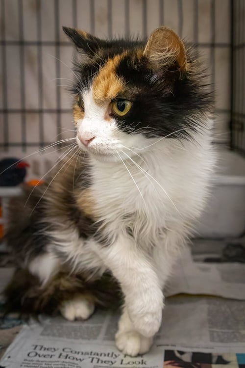 CHOLULA: (FELV+) (FCID# 05/12/2026 - 4 TRAINER) - Domestic Medium Hair / Calico available for adoption