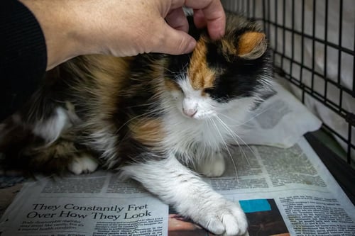 CHOLULA: (FELV+) (FCID# 05/12/2026 - 4 TRAINER) - Domestic Medium Hair / Calico available for adoption