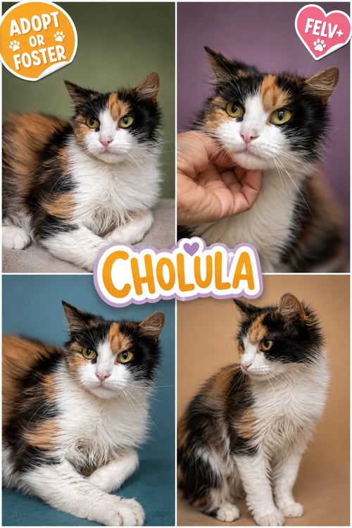 CHOLULA: (FELV+) (FCID# 05/12/2026 - 4 TRAINER) - Domestic Medium Hair / Calico available for adoption