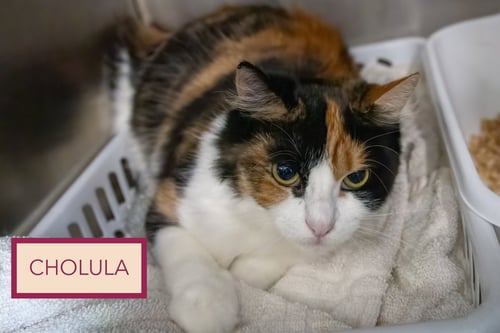 CHOLULA: (FELV+) (FCID# 05/12/2026 - 4 TRAINER) - Domestic Medium Hair / Calico available for adoption