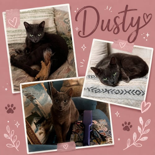 DUSTY (FCID# 08/18/2026 - 13 MIDDLETOWN PS) DC - Domestic Short Hair for adoption in Dover