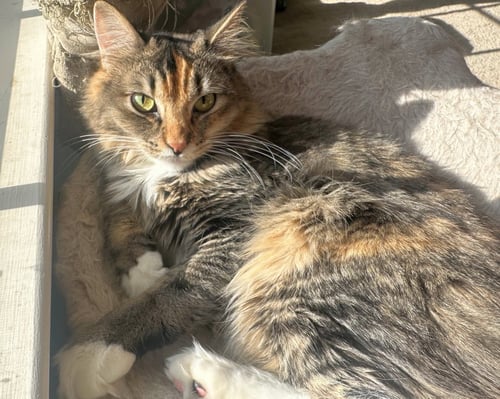 LACEY, WILLOW GROVE AREA, (FCID 12/17/2024-132) - Domestic Medium Hair / Dilute Calico available for adoption