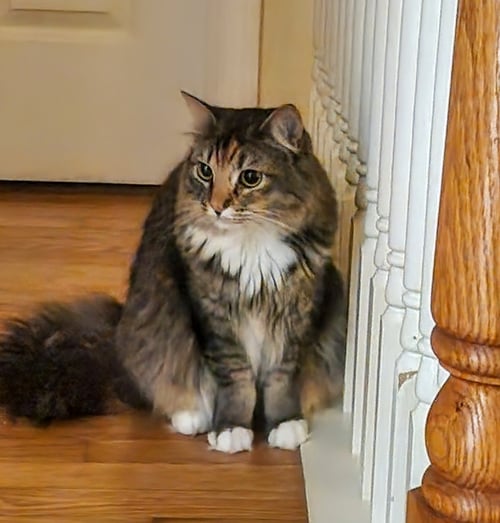 LACEY, WILLOW GROVE AREA, (FCID 12/17/2024-132) - Domestic Medium Hair / Dilute Calico available for adoption