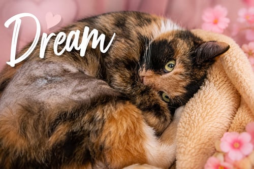 DREAM (FCID# 05/26/2026 - 70 TRAINER) - Calico / Tabby available for adoption