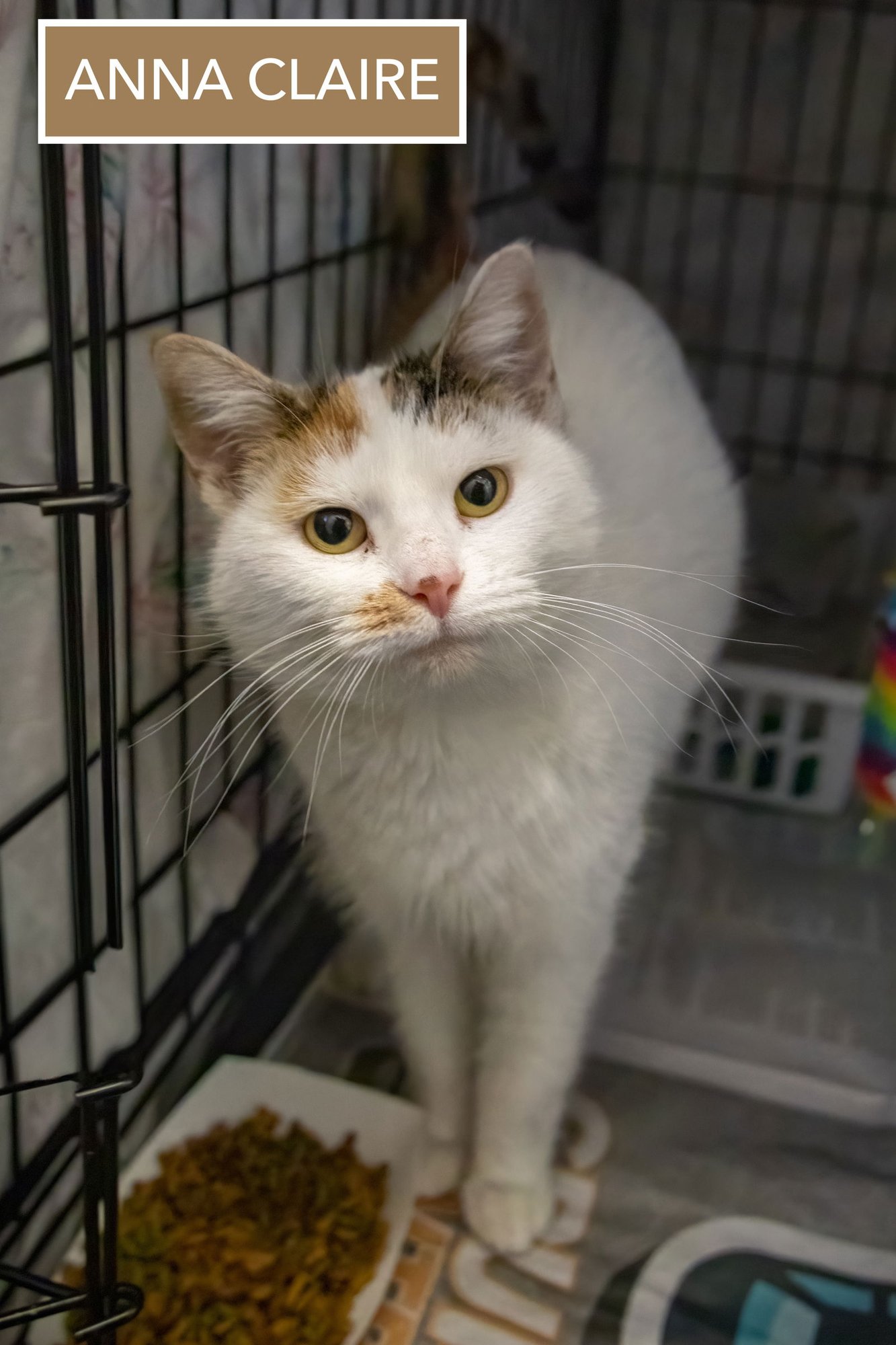 ANNA CLAIRE (FCID# 01/08/2026 - 61 TRAINER) - Calico available for adoption