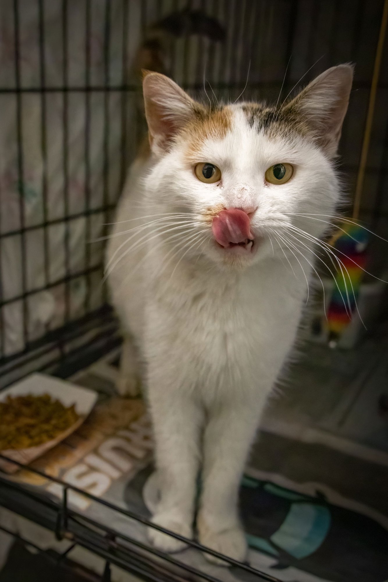 ANNA CLAIRE (FCID# 01/08/2026 - 61 TRAINER) - Calico available for adoption