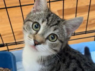 NICKI (FCID# 12/29/2025 - 41 BRANDYWINE PS) DC - Tabby available for adoption