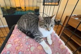 NICKI (FCID# 12/29/2025 - 41 BRANDYWINE PS) DC - Tabby available for adoption