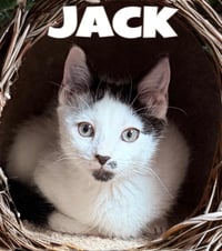 Jack, Willow Grove Area, (FCID 06/24/2026-133) - Photo 1