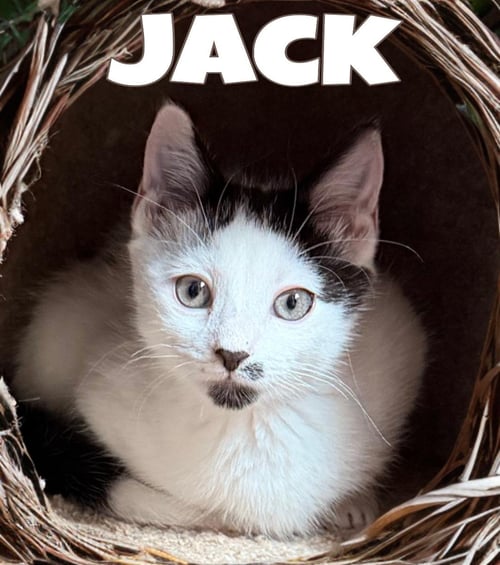 JACK, WILLOW GROVE AREA, (FCID 06/24/2026-133) KDC - Domestic Short Hair available for adoption