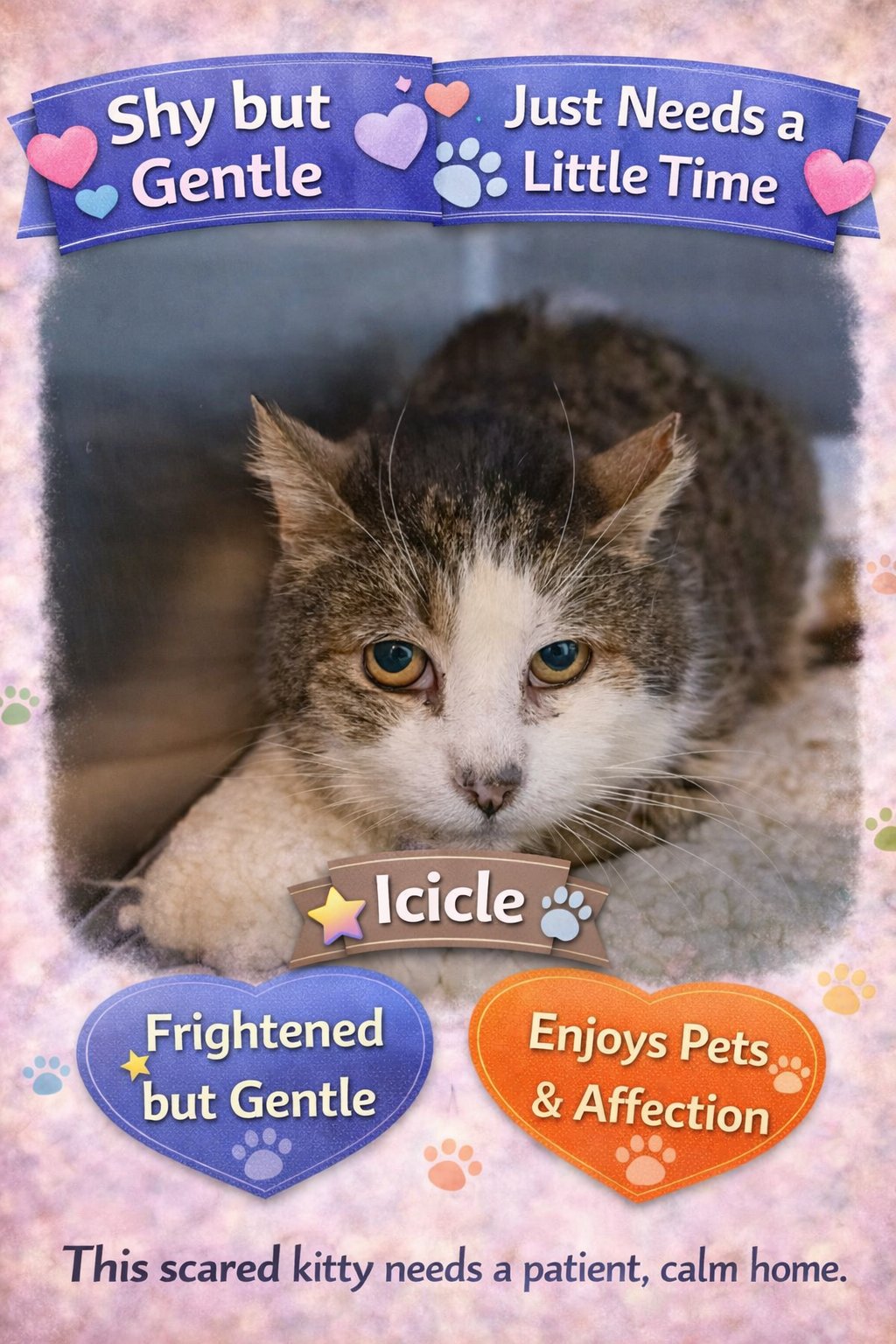 ICICLE (FCID# 01/28/2026 - 27) - Tabby available for adoption
