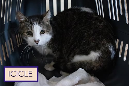 ICICLE: BARN CAT (FCID# 01/28/2026 - 27) - Tabby available for adoption