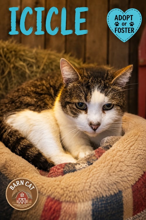 ICICLE: BARN CAT (FCID# 01/28/2026 - 27) - Tabby available for adoption