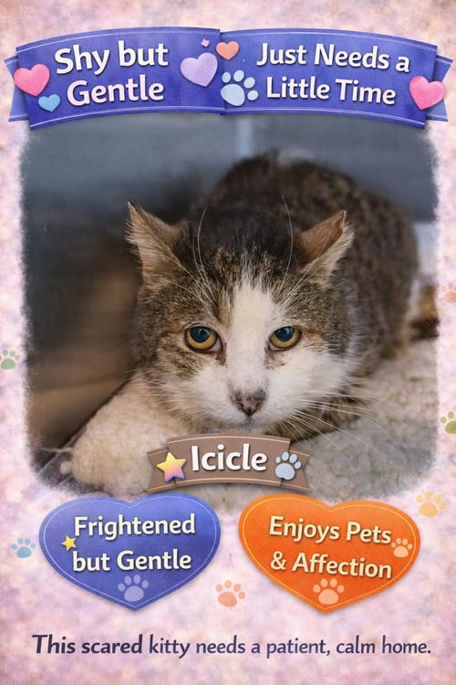 ICICLE: BARN CAT (FCID# 01/28/2026 - 27) - Tabby available for adoption