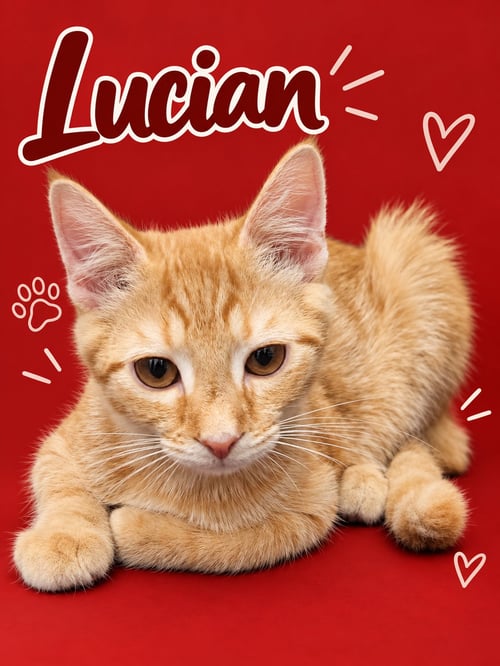 LUCIAN (FCID# 07/23/2026 - 93 MIDDLETOWN PS) DC - Tabby for adoption in Dover