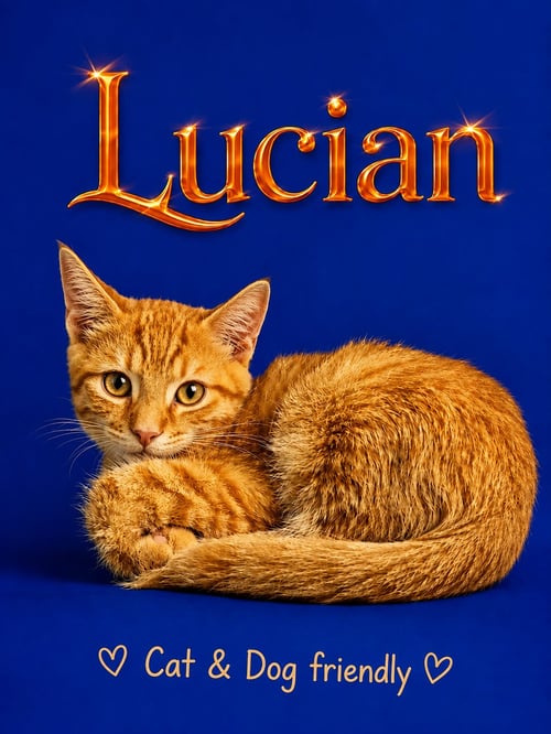 LUCIAN (FCID# 07/23/2026 - 93 MIDDLETOWN PS) DC - Tabby available for adoption