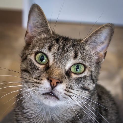 SUMMER (FCID# 06/11/2026 - 2 TRAINER) C - Tabby available for adoption