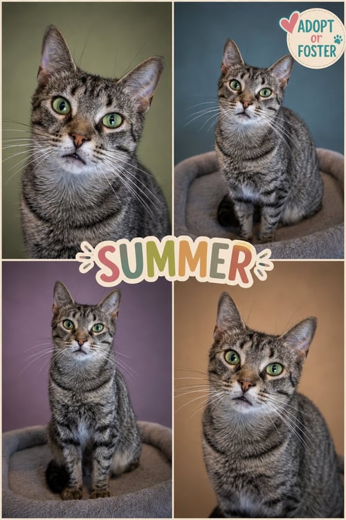 SUMMER (FCID# 06/11/2026 - 2 TRAINER) C - Tabby available for adoption