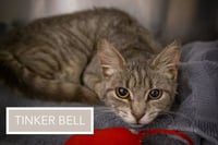 Tinkerbell (Bell) (FCID# 05/13/2026 - 23 Trainer) - Photo 3