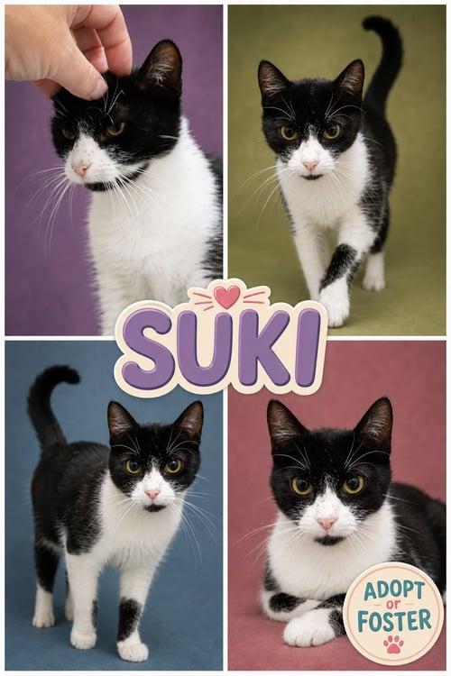 SUKI (FCID# 08/04/2026 - 26 TRAINER) - Domestic Short Hair available for adoption