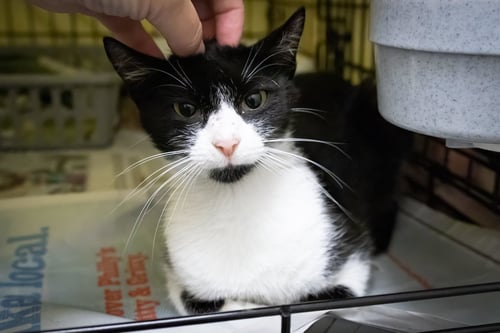 SUKI (FCID# 08/04/2026 - 26 TRAINER) - Domestic Short Hair available for adoption