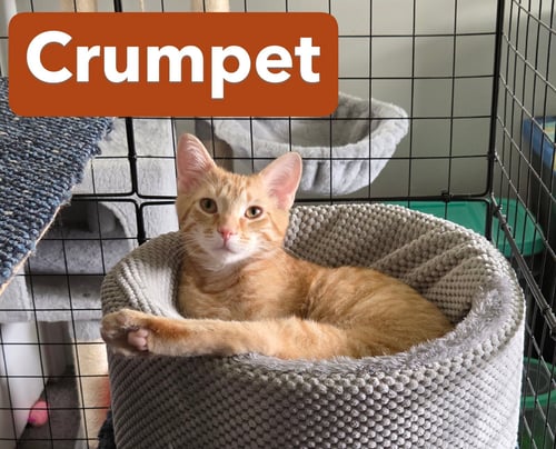 CRUMPET (FCID# 01/08/2026 - 57) C - Tabby available for adoption
