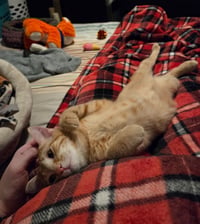Crumpet (FCID# 01/08/2026 - 57) C - Photo 2